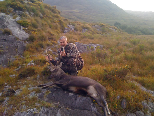 Sika Stag - Ireland